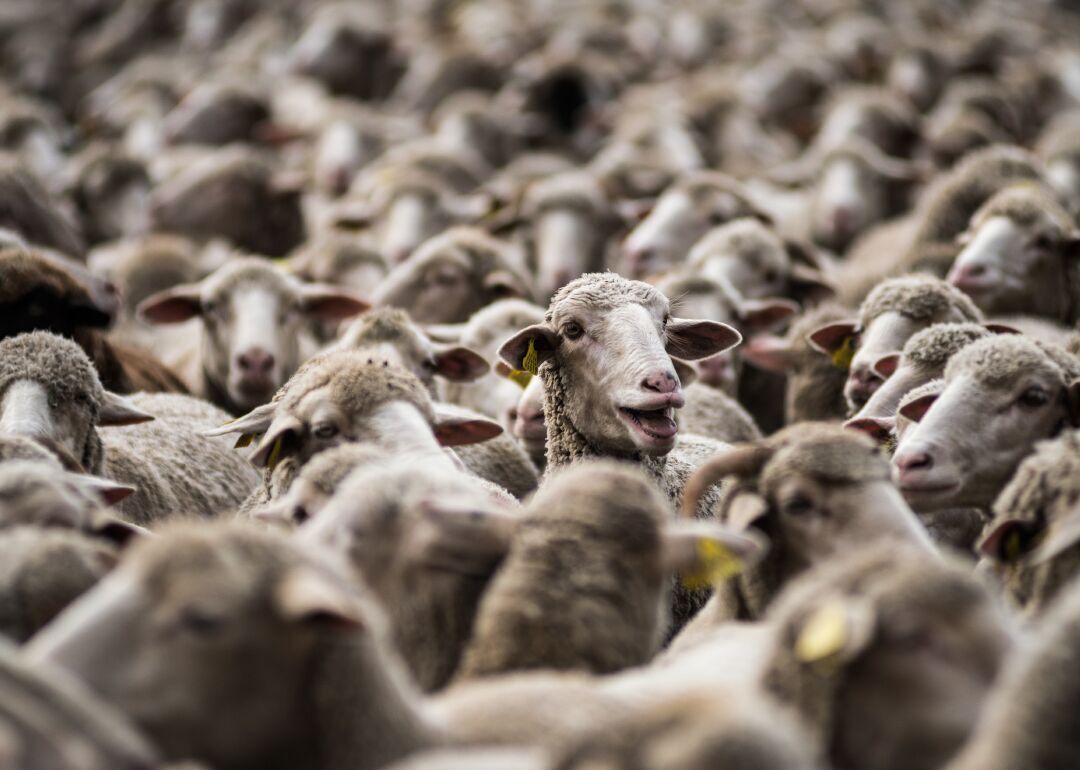 Sheep in Madrid